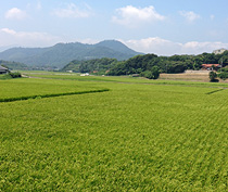 農業フィールドワーク